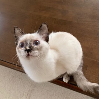 決定☆『タツ』パッチリお眼めブルーが綺麗