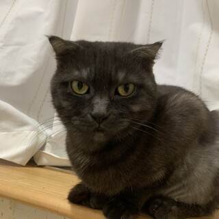 決定☆『もみじ』控えめに甘えてくる子