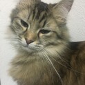 メインクーン×チンチラのMIXの女の子です