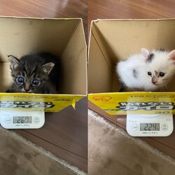 うちに来たてのちびにゃん