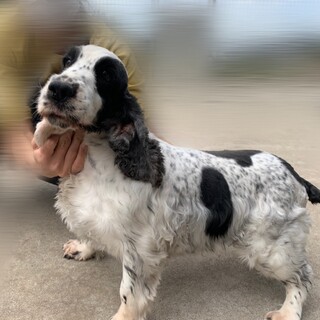 イングリッシュコッカー里親募集中