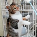 懐っこくてちょっと臆病なミケ猫女の子