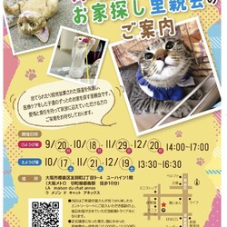 中止にします。『保護猫のずっとのお家探し里親会』