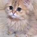 可愛い子です