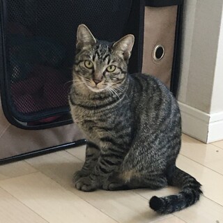 人馴れ修行中⭐️可愛いキジ猫女の子7ヶ月