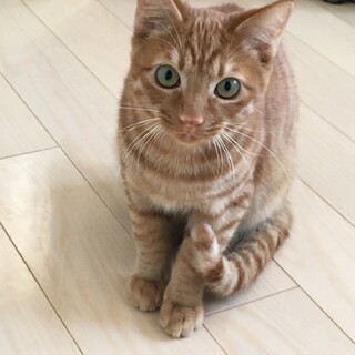 トライアル決定⭐️食いしん坊の茶トラ男の子6ヶ月