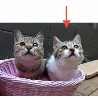 少し寄り目がかわいい子猫(=^x^=)
