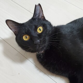 おしゃべり黒猫しーちゃん　メス　7ヶ月前後(推定)