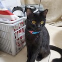 馴れると甘えたな黒猫まいちゃん　7ヶ月前後(推定)