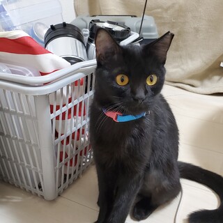 馴れると甘えたな黒猫まいちゃん　7ヶ月前後(推定)