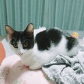 黒白　5ヶ月くらい　メス