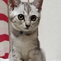 一時期危なかったけど復活した兄妹【譲渡会参加予定】