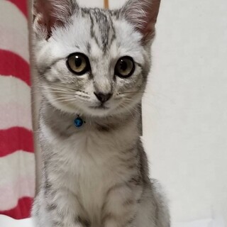 一時期危なかったけど復活した兄妹【譲渡会参加予定】