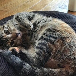 猫と仲良し、超人懐こいいくらちゃん