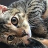 猫と仲良し、超人懐こいいくらちゃん サムネイル2