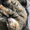 猫と仲良し、超人懐こいいくらちゃん サムネイル3