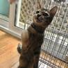 猫と仲良し、超人懐こいいくらちゃん サムネイル4