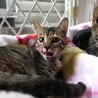 猫と仲良し、超人懐こいいくらちゃん サムネイル5