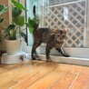 猫と仲良し、超人懐こいいくらちゃん サムネイル7