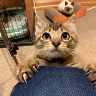 【里親さん決定】キジトラ＠ベタベタの甘えんぼ