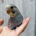 募集停止中！インコの雛① 10月31日生まれ