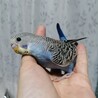 募集停止中！インコの雛① 10月31日生まれ サムネイル2
