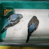 募集停止中！インコの雛① 10月31日生まれ サムネイル4