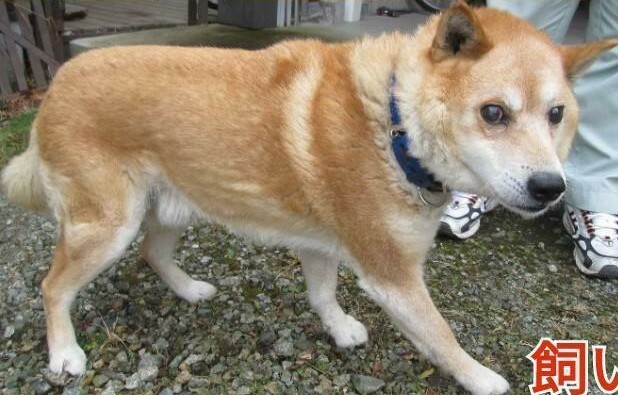 元気ないです 亡くなりました 栃木県 犬の里親募集 ペットのおうち 月間利用者150万人