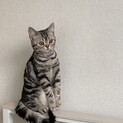 里親募集しています