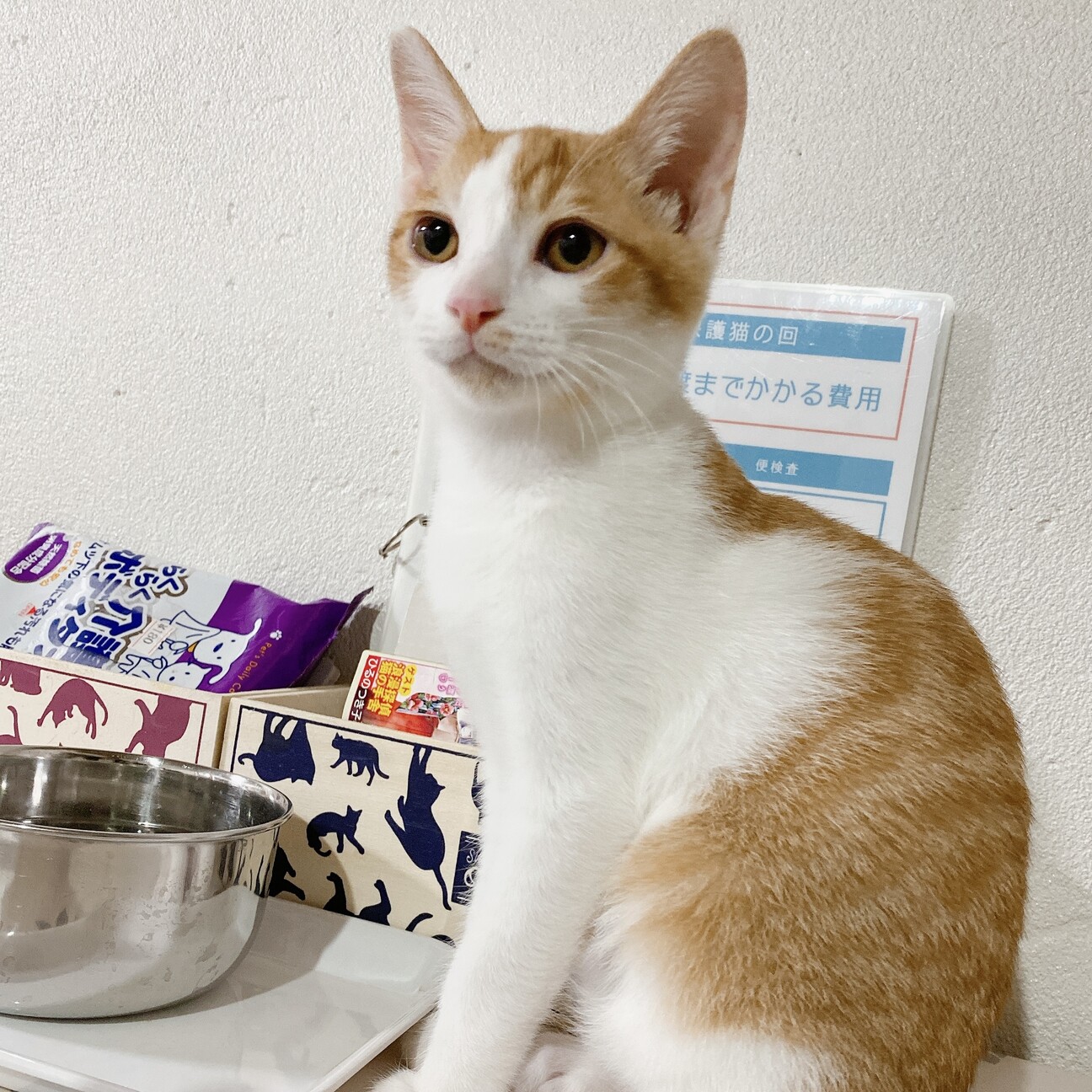 縁談中」大阪府 - 猫の里親募集(344662) :: ペットのおうち【月間利用 