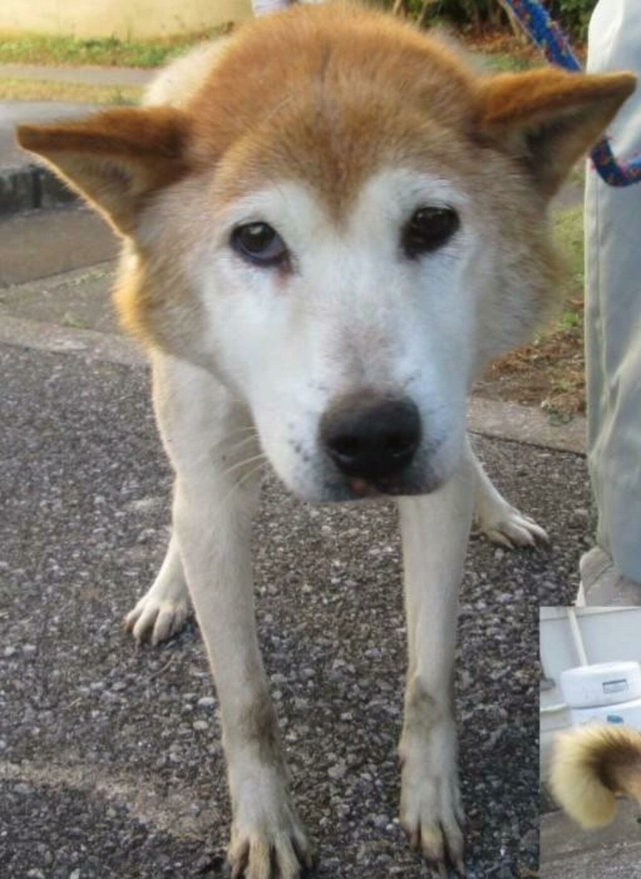 Telechargement Gratuit ガリガリ 犬種 ガリガリ 犬種 Blogejokiyorolas