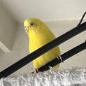 セキセイインコをお譲り致します。
