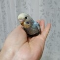 募集停止中です。インコの雛②11月1日生まれ