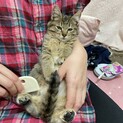 約3ヶ月　キジトラのむぎちゃん(仮)