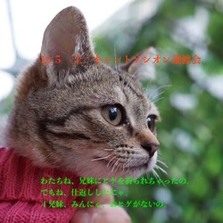 ＊子猫と大人猫＊キャットソシオン譲渡会