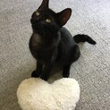 『幸運の鍵しっぽの子猫』黒猫！募集一時中断します