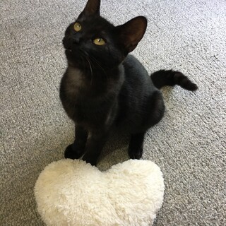 『幸運の鍵しっぽの子猫』黒猫！募集一時中断します