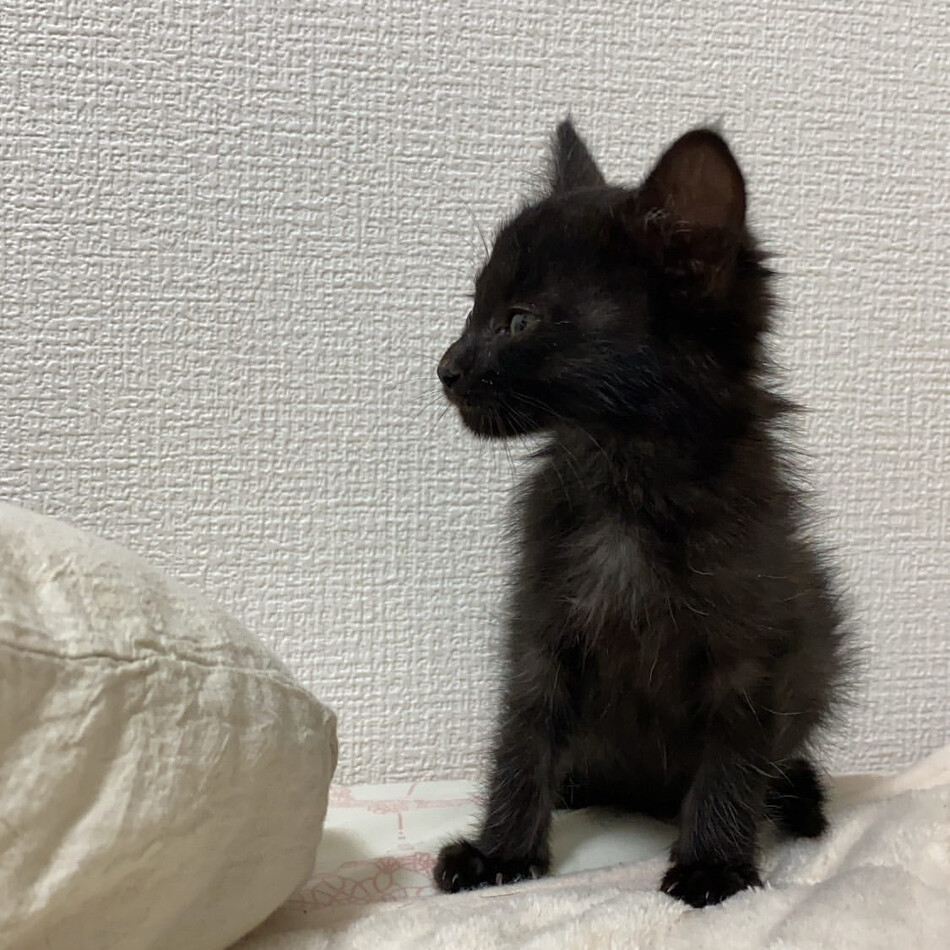 ジジのカバー写真