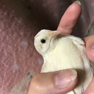 10月10日産まれ ヒメウズラ