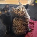 募集一旦停止　スーパースリゴロ子猫兄妹♡