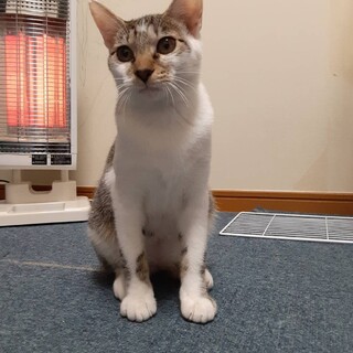 シロキジこうたくん