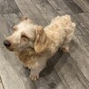 甘えん坊なダックスmix サムネイル3