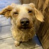 甘えん坊なダックスmix サムネイル5