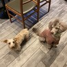 甘えん坊なダックスmix サムネイル6