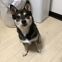 きのこ