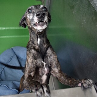 ひとなつっこいルナちゃん