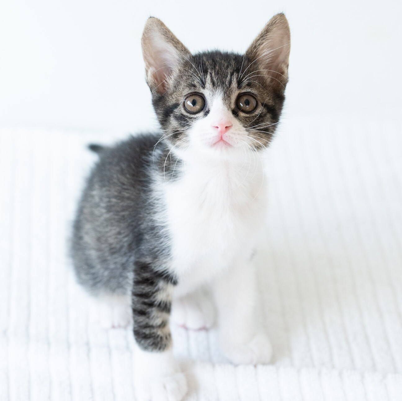 キジ白子猫 たっぴ君 里 愛知県 猫の里親募集 ペットのおうち 月間利用者150万人