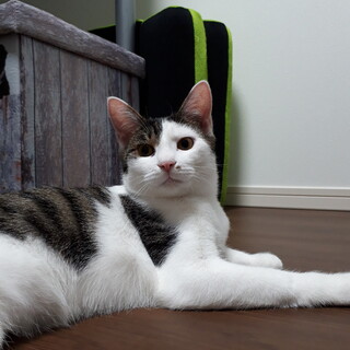 内気なキジシロしゅうへい君