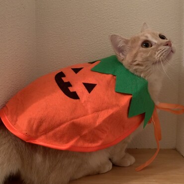 ハロウィンなのでおめかししてました