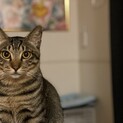 顔立ち綺麗なキジトラ♂